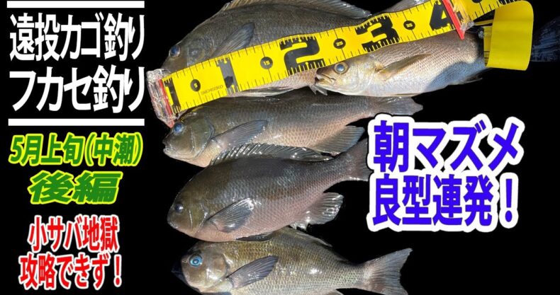 2022年 伊豆のカゴ釣り】遠投カゴ釣りで朝マズメに良型連発！フカセ